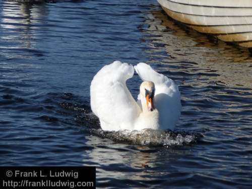 Swan